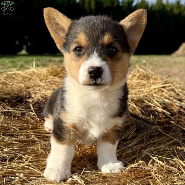 Hope, Pembroke Welsh Corgi Puppy